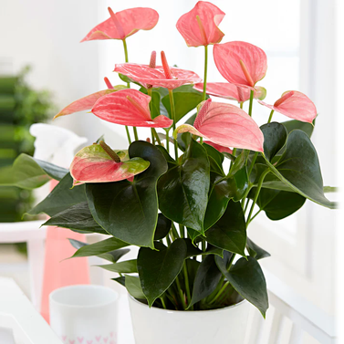 Anthurium - Flamingo Flower - Royal Pink Image