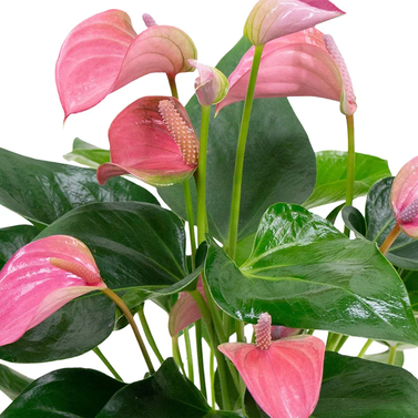 Anthurium - Flamingo Flower - Royal Pink Image