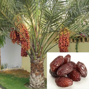 Ambar Khajur - Dakki khajur - Date Palm