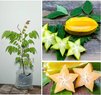 Starfruit - Kamrak - kamranga - Chinese Gooseberry