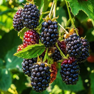 Blackberry - Rubus fruticosus - Black respberry