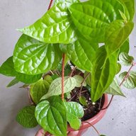 Pan Patta -Betel Leaves