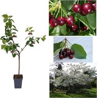 Cherry plum - Prunus cerasifera