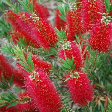 Bottle Brush - Weeping Bottle Brush - Callistemon Viminalis