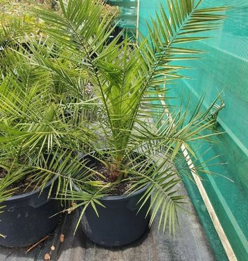 Ambar Khajur - Dakki khajur - Date Palm