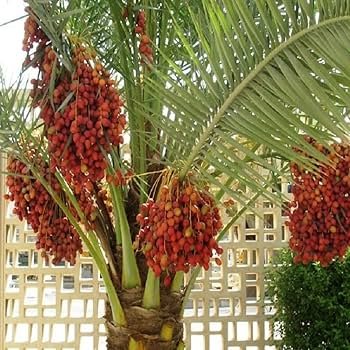 Ambar Khajur - Dakki khajur - Date Palm