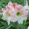 Amaryllis Lily (Mix Colors) -Belladonna Lily-Jersey Lily-Naked Lady-Amarillo- Easter Lily