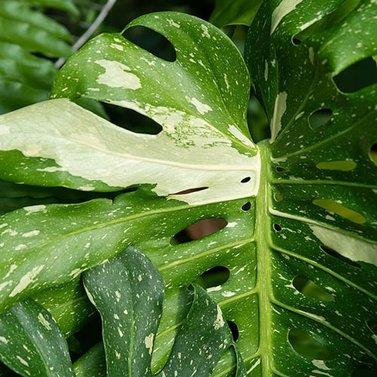 Monstera Thai Constellation Image