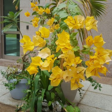 Bougainvillea Yellow