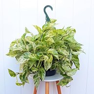 Marble Queen Money Plant - Epipremnum pinnatum