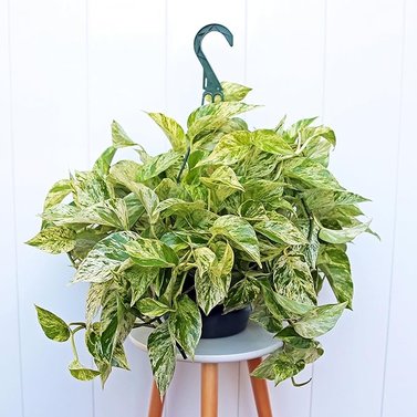 Marble Queen Money Plant - Epipremnum pinnatum