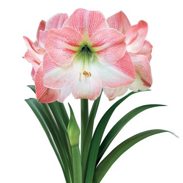 Amaryllis Lily (Mix Colors) -Belladonna Lily-Jersey Lily-Naked Lady-Amarillo- Easter Lily