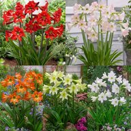 Amaryllis Lily (Mix Colors) -Belladonna Lily-Jersey Lily-Naked Lady-Amarillo- Easter Lily