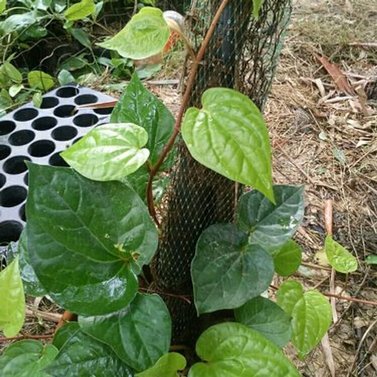 Pan Patta -Betel Leaves