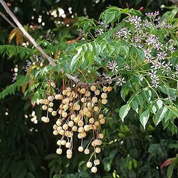 Bakain-Bakaayan-Melia Azedarach-Chinaberry