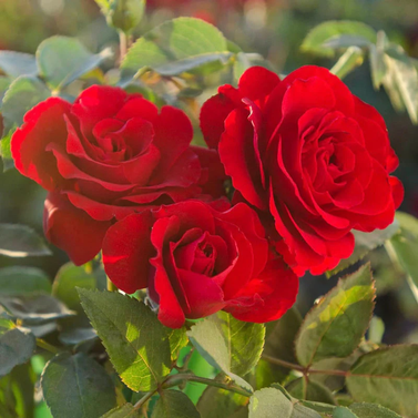 Rose - Red Rose -  Rosa Indica - Gulab- Ghulab