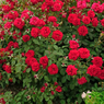 Rose - Red Rose -  Rosa Indica - Gulab- Ghulab