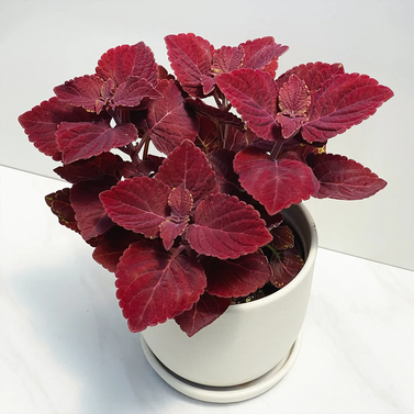 Sun Coleus Image