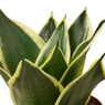 Snake Plant Dwarf Variegated - Sansevieria - Mother In Law’s Tongue - Dracaena Trifasciata