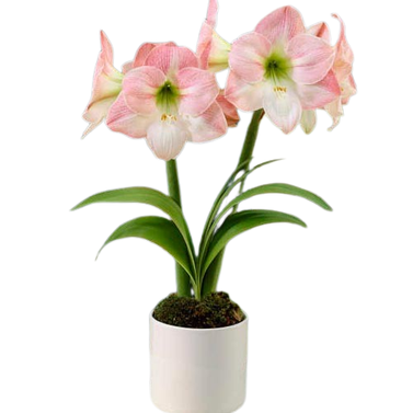 Amaryllis Lily (Mix Colors) -Belladonna Lily-Jersey Lily-Naked Lady-Amarillo- Easter Lily