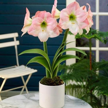 Amaryllis Lily (Mix Colors) -Belladonna Lily-Jersey Lily-Naked Lady-Amarillo- Easter Lily