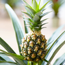 Pineapple - Ananas Comosus