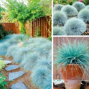 Blue Fescue Grass -  Festuca Glauca