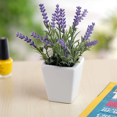 Lavender Plant – Imported