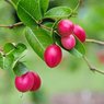 Koronda - Bengal Currant - Carissa Carandas