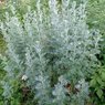 Mushk Waheed - Mushk Amber - Artemisia-Fragrant Plant