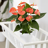 Anthurium - Flamingo Flower - Royal Red