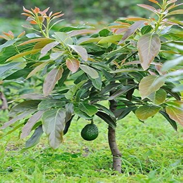 Avocado - Magar Nashpati - Makhanphal - Persea americana