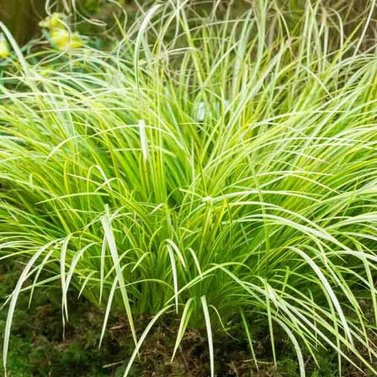 Acorus Grass-Acorus Gramineus-Golden Variegated Slender Sweet Flag