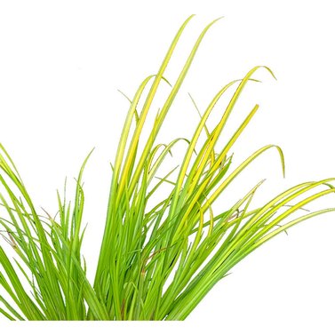 Acorus Grass-Acorus Gramineus-Golden Variegated Slender Sweet Flag