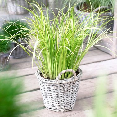 Acorus Grass-Acorus Gramineus-Golden Variegated Slender Sweet Flag