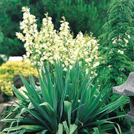 Yucca Filamentosa-Adam's Needle and Thread, Needle Palm-Spoonleaf Yucca