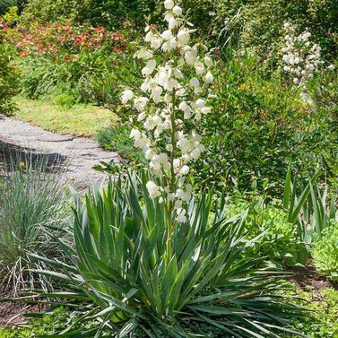 Yucca Filamentosa-Adam's Needle and Thread, Needle Palm-Spoonleaf Yucca