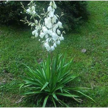 Yucca Filamentosa-Adam's Needle and Thread, Needle Palm-Spoonleaf Yucca