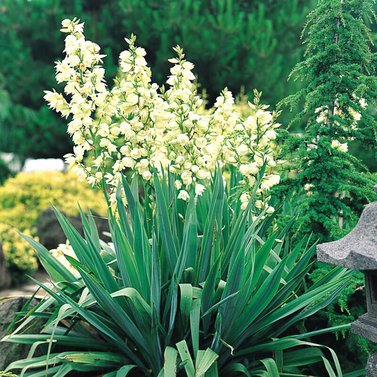 Yucca Filamentosa-Adam's Needle and Thread, Needle Palm-Spoonleaf Yucca