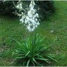 Yucca Filamentosa-Adam's Needle and Thread, Needle Palm-Spoonleaf Yucca