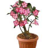 Adenium obesum- Desert rose - Karoo Rose