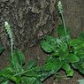 African Hosta - Drimiopsis Maculata