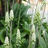 African Hosta - Drimiopsis Maculata