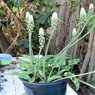 African Hosta - Drimiopsis Maculata