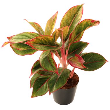 Dalmatian Aglaonema