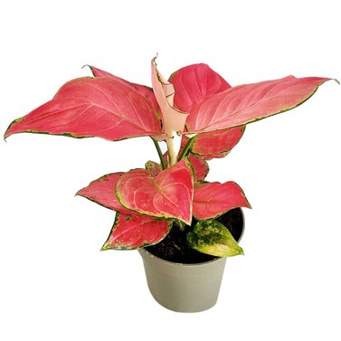 Aglaonema Pink Image