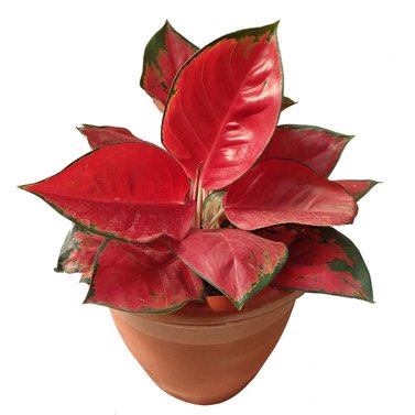 Aglaonema Pink Image