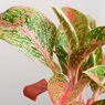 Dalmatian Aglaonema