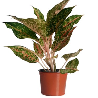 Dalmatian Aglaonema