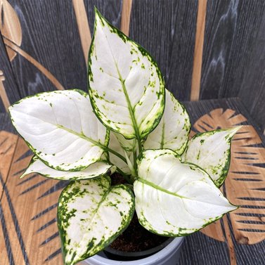 Aglaonema Super White Image